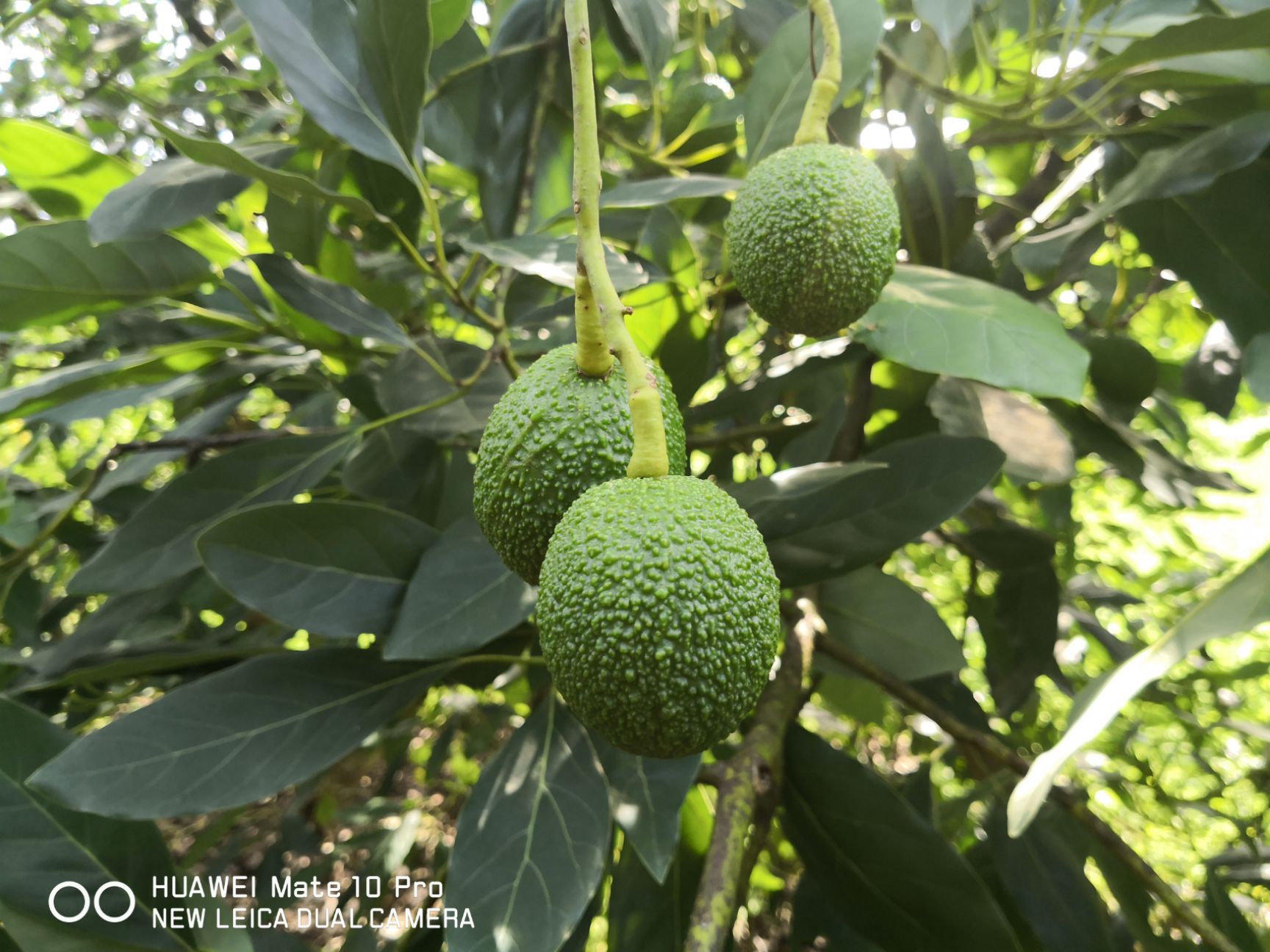 哈斯牛油果苗，桂研油梨嫁接苗，广西牛油果苗，新品种