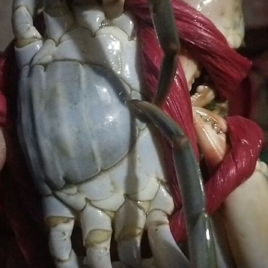 漳浦县青蟹  纯海水养殖，喂食杂鱼肉质肥甜。客户好评不断的好货