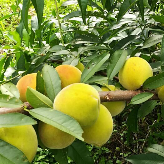 麻阳县黄金黄桃 55mm以上 3 - 4两