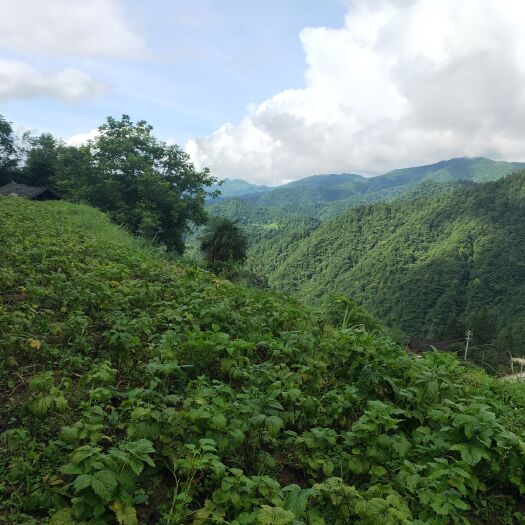 江口县 缬草