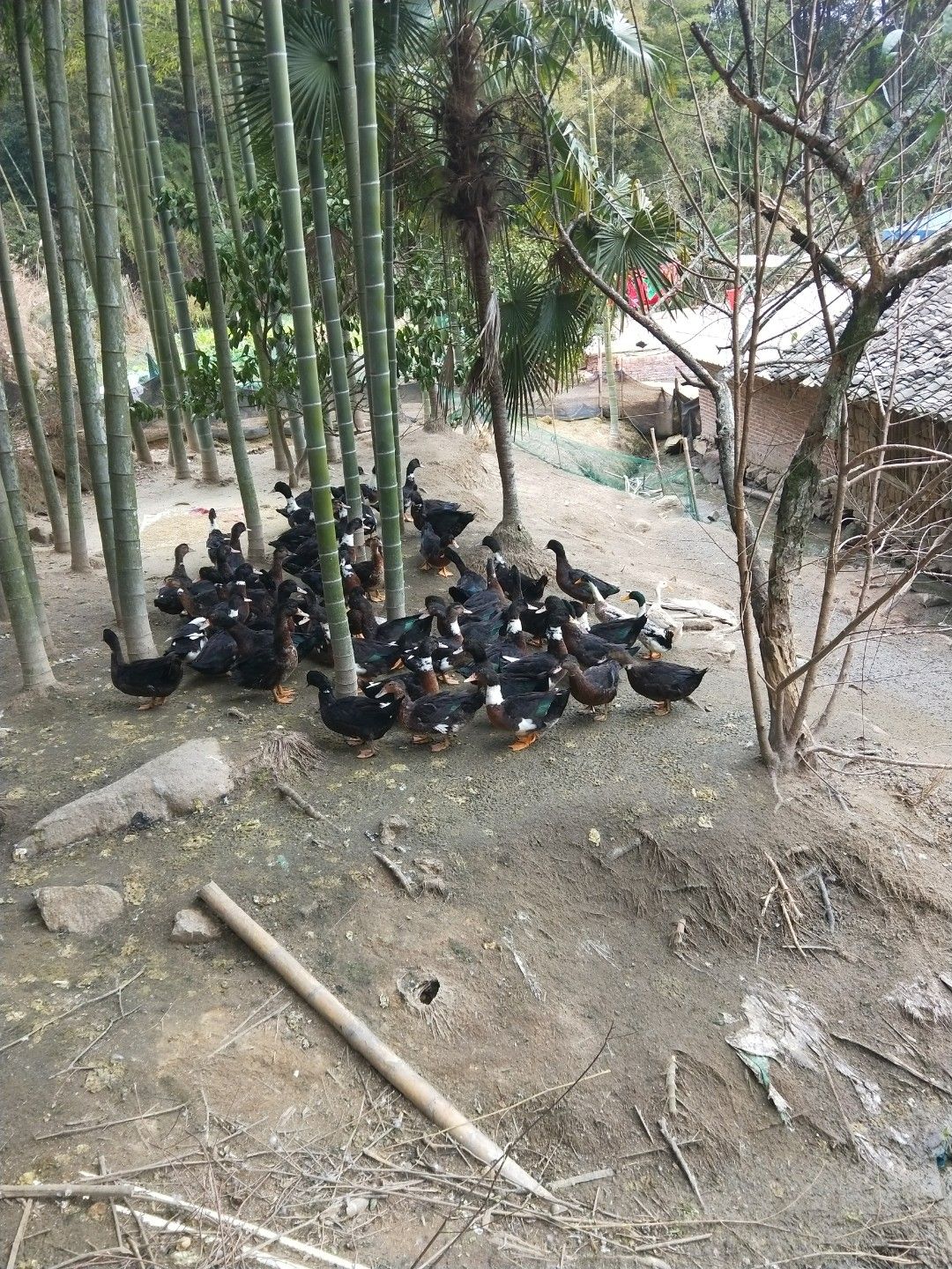  正宗农家土鸭子