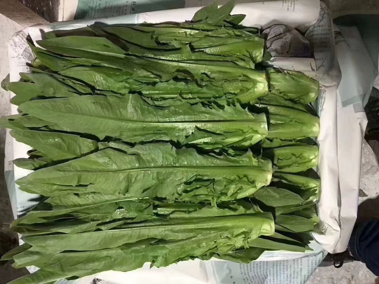 青豌豆 武漢市場，常年代銷蘭州，張北，昆明，等地