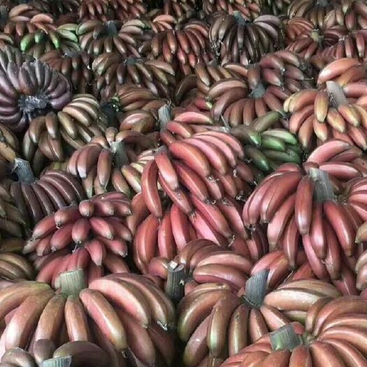 漳州 红香蕉