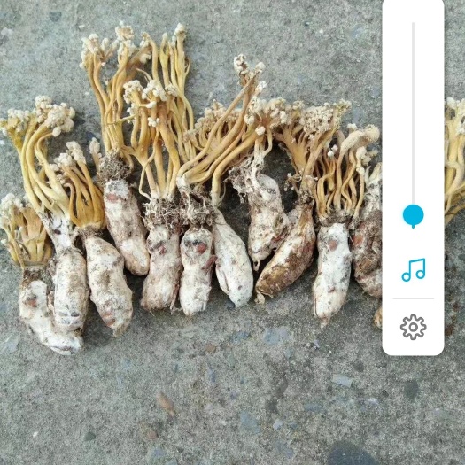 皖南虫草金蝉花，品质好，需要量大的优先