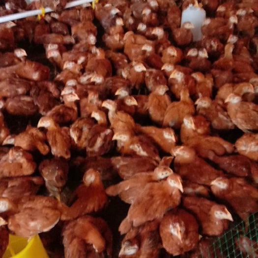 兴平市蛋鸡苗 统货
