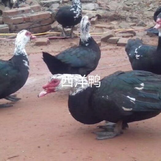 南宁 番鸭苗