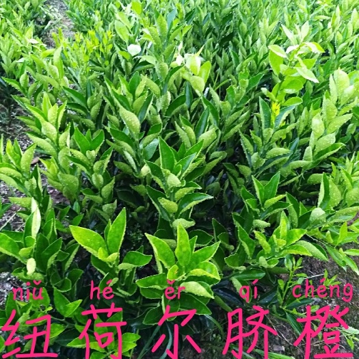 纽荷尔脐橙苗  高品质地苗，无病毒枝繁叶茂，发货速度快，诚信赢天下！