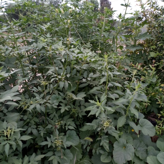 邳州市鬼针草