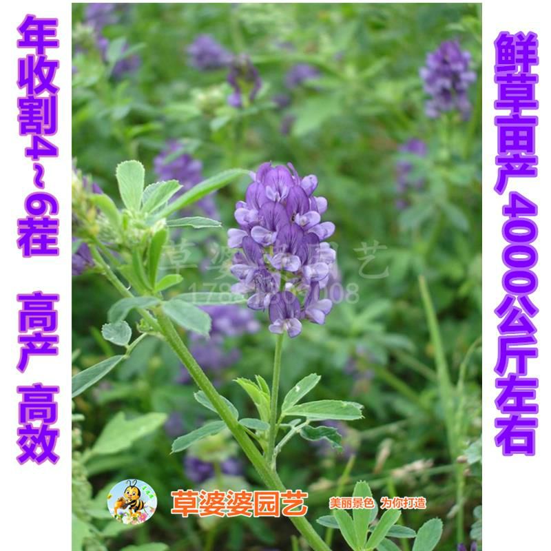 沭阳县苜蓿草饲料   苜蓿草种子紫花苜蓿种子新种子包邮