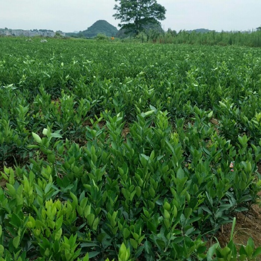 特早蜜桔苗 大量供应特早蜜橘苗品种有:大叶新津，日南一号，四文，宫本…