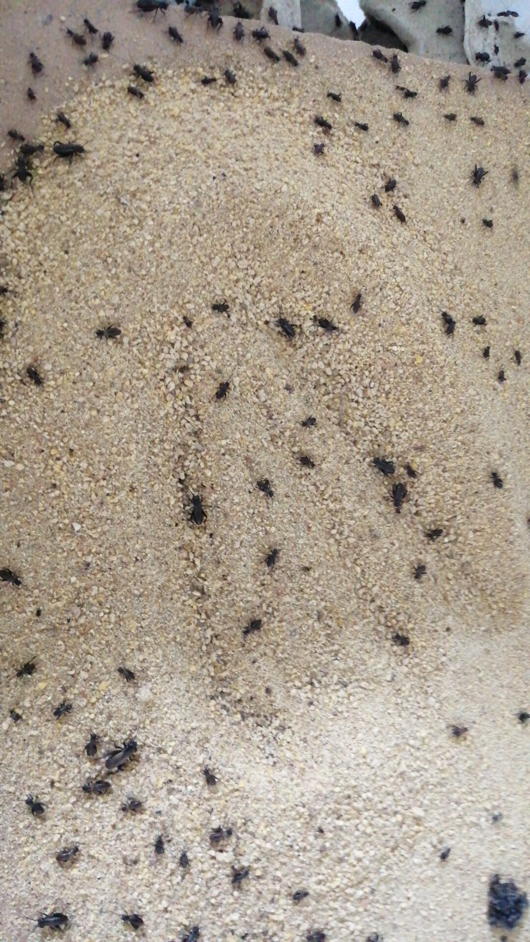  全面供应蟋蟀活体，油葫芦白蟋蟀活体养殖饲料