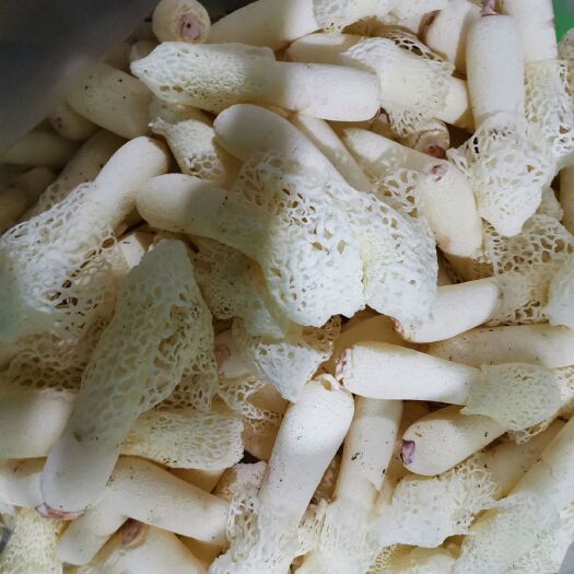 昆明 红托竹荪