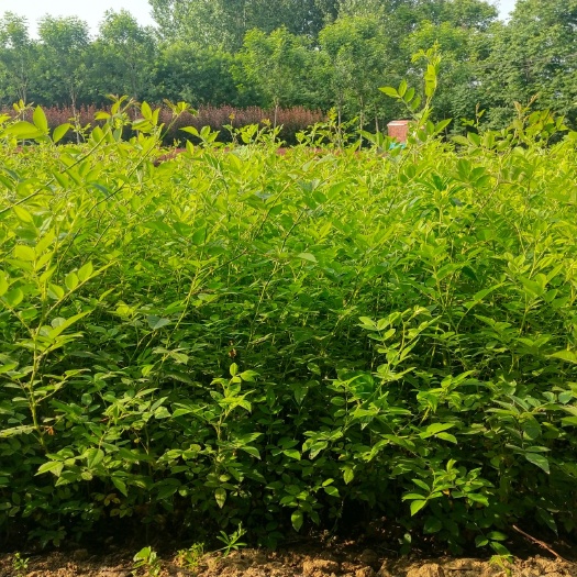 鄢陵县无刺蔷薇 供应工程绿化小苗