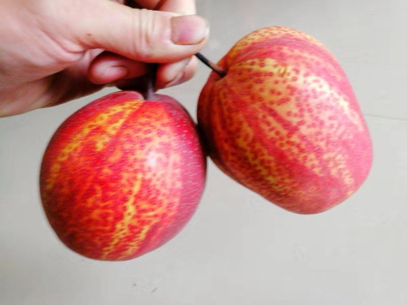 鄱阳县脆甜多汁带皮吃的红梨鲜果早酥梨盒装