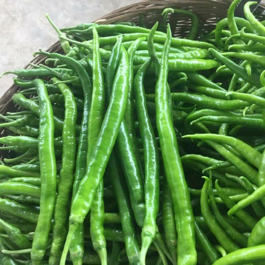 金沙县牛角椒 线椒，二荆条，一万亩，量大，实力供货。质优，现已大量上市。