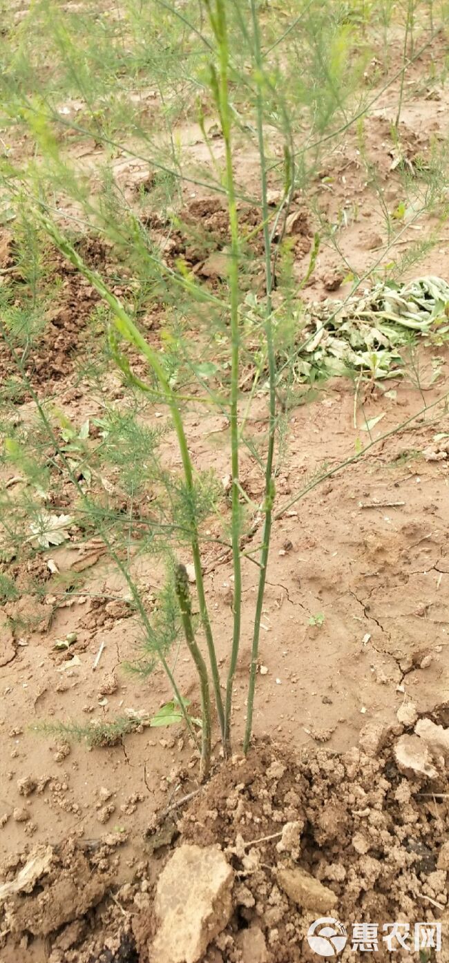  芦笋苗3年大苗，20个大根以上