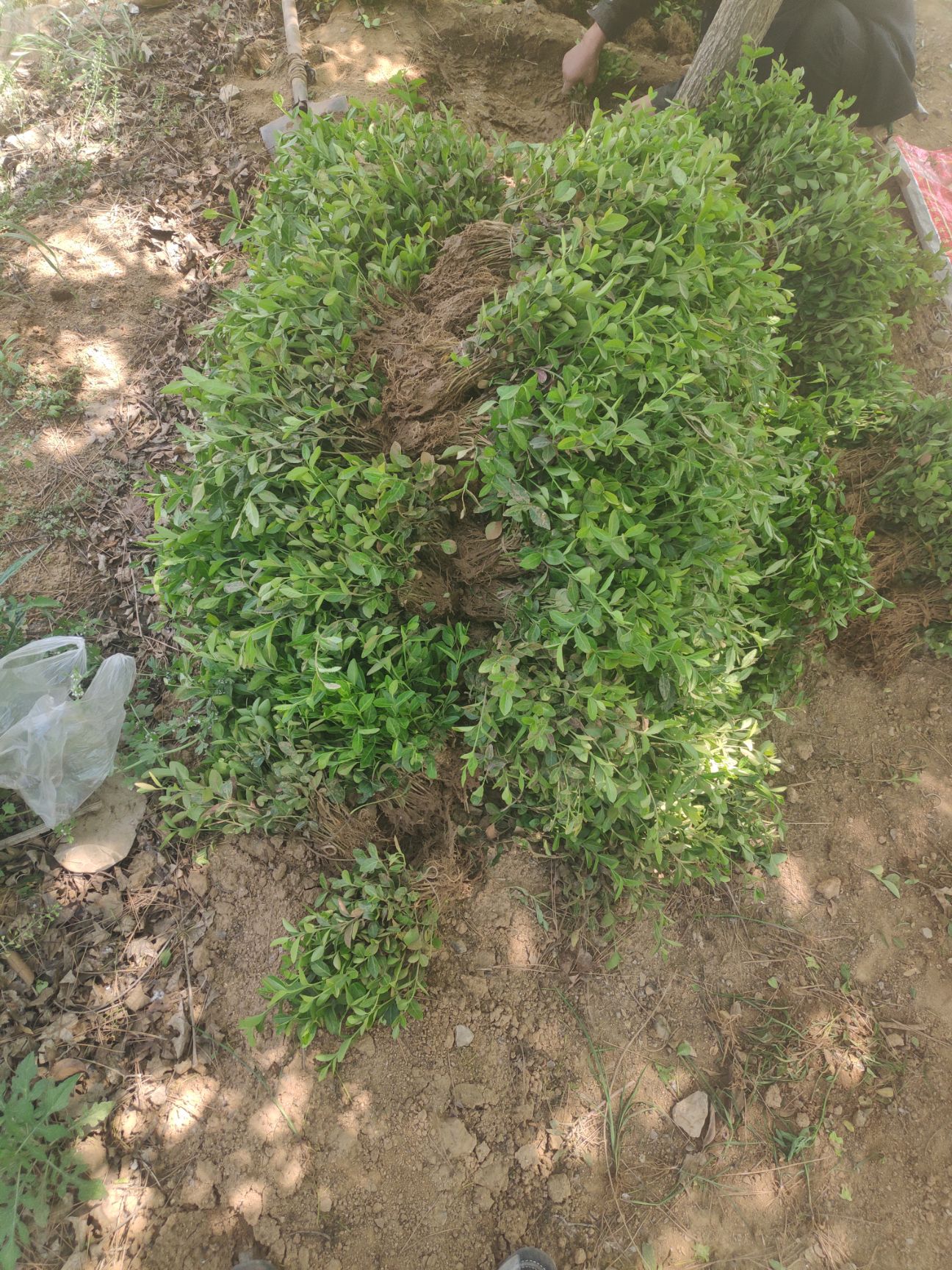  爬行卫矛 小叶扶芳藤