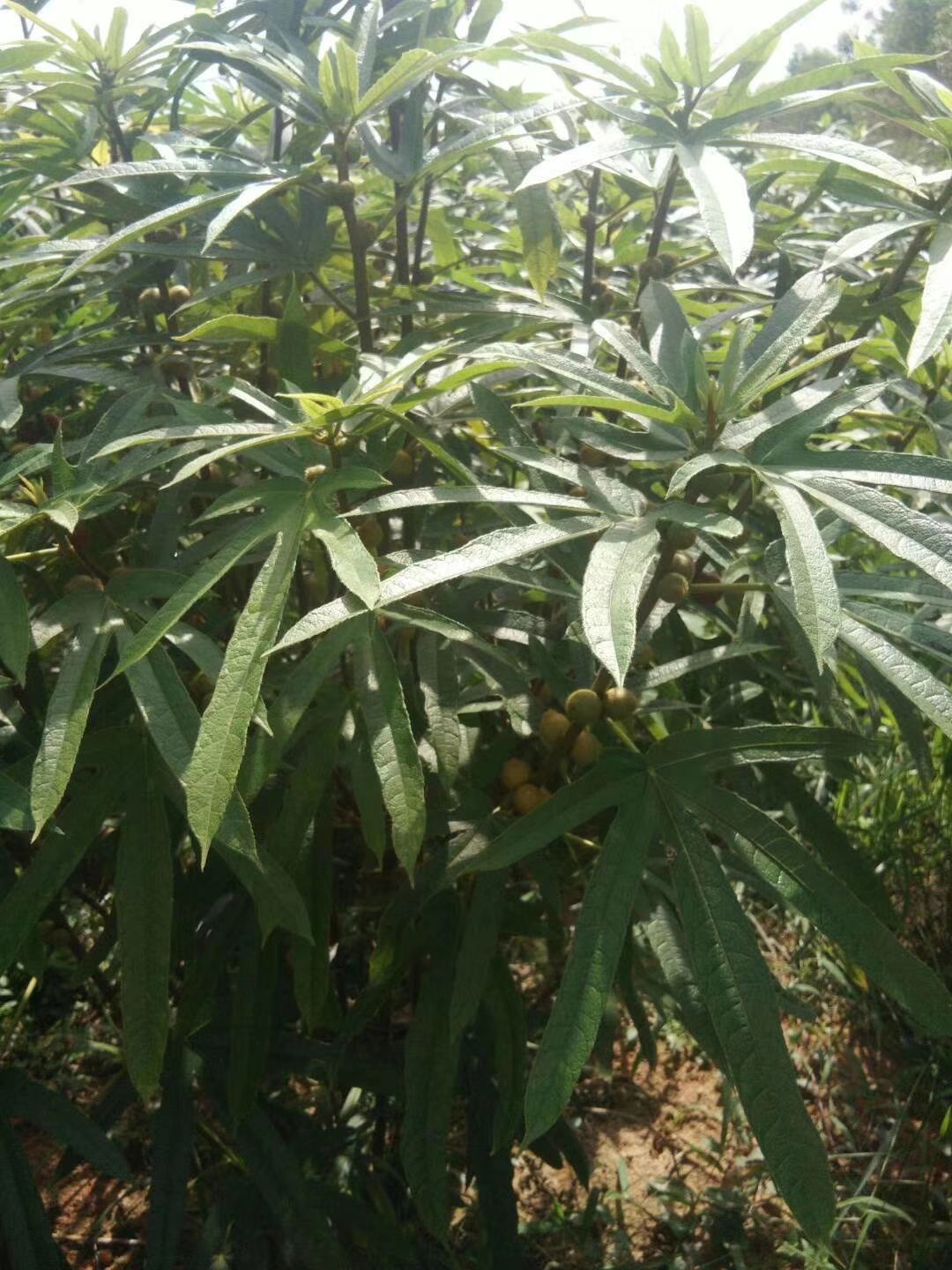 五指毛桃根，农家致富好项目，中药材五指毛桃苗，种植包教包会