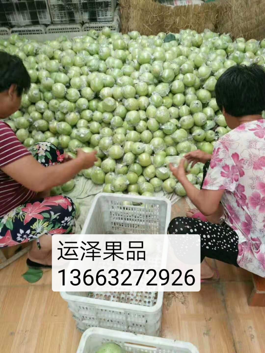 河北省泊头市运泽果品有皇冠梨，鸭梨等欢迎新老客户 抓袋梨