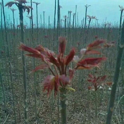 泰安 红油香椿苗