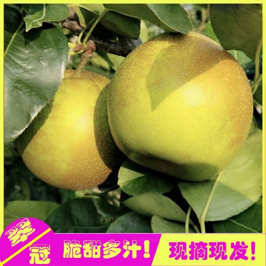 苏州黎里自耕果园种植翠冠梨种植无农药化肥，果园养鸡鸭鹅