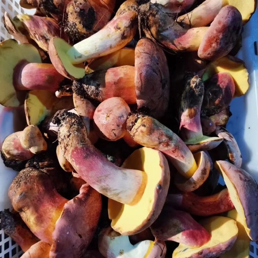 昆明 红葱牛肝菌