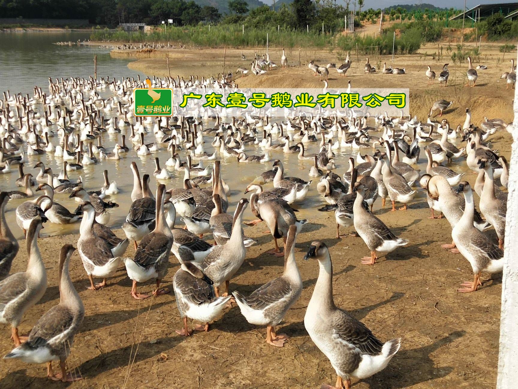  灰鹅苗 本地鹅 厂家直销包打疫苗 包运输路损