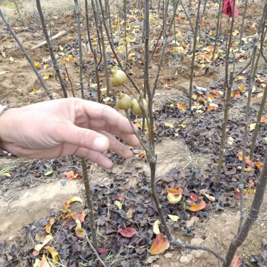  梨树苗基地 品种保证 梨树苗免费提供种植技术 签订合同