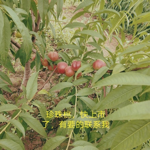 永济市珍珠李 珍珠桃子，