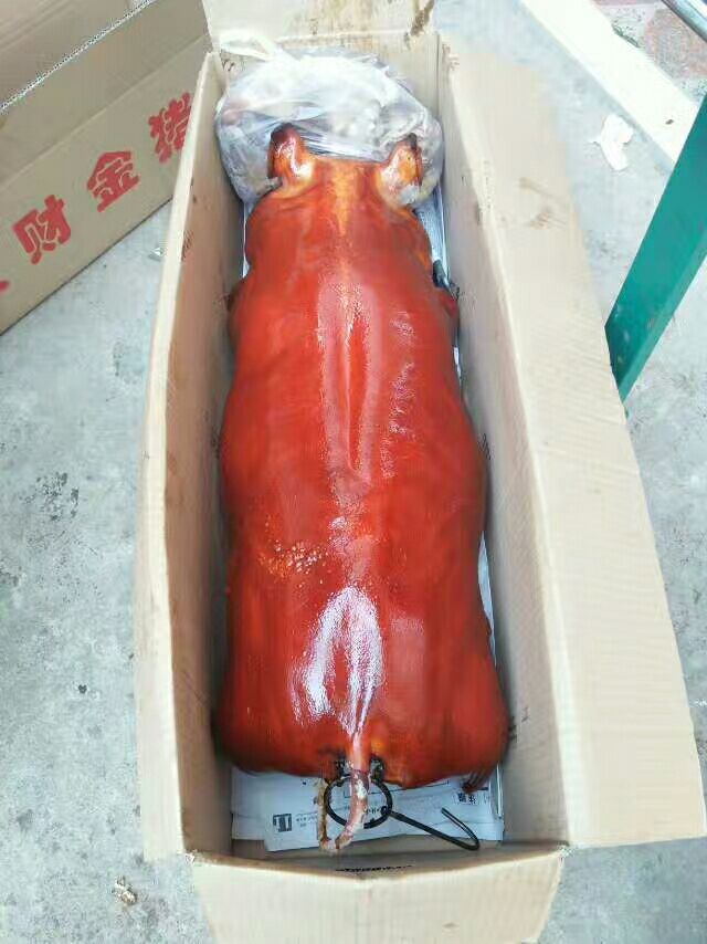 [土猪苗批发]土猪苗 烤乳猪价格428元\/只 1只起