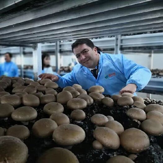洛阳褐蘑菇8-10cm，全年供应、欢迎批发商来电合作，长年有货
