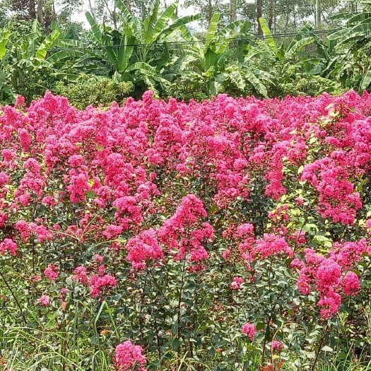 河池 美国红火箭紫薇树   花瓶