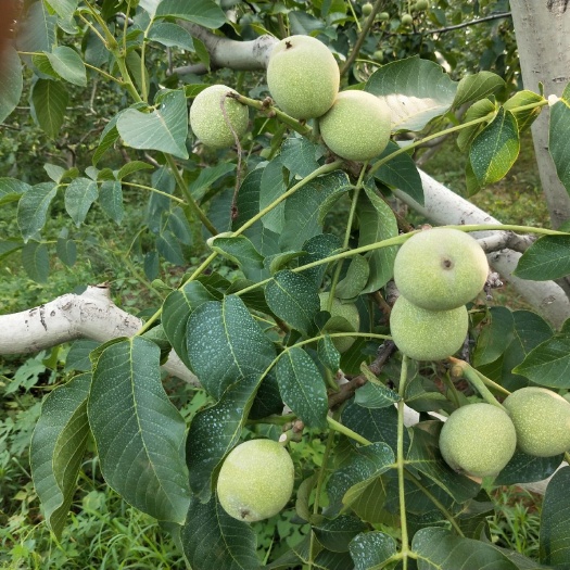 临城县鲜核桃