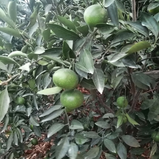 温州蜜桔 大量上市了