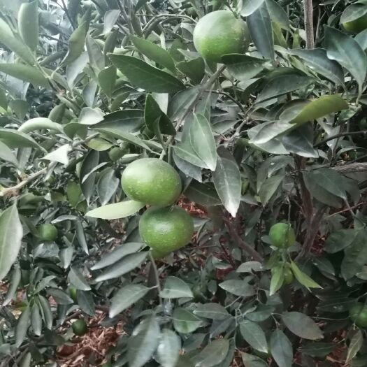 新平县温州蜜桔 大量上市了