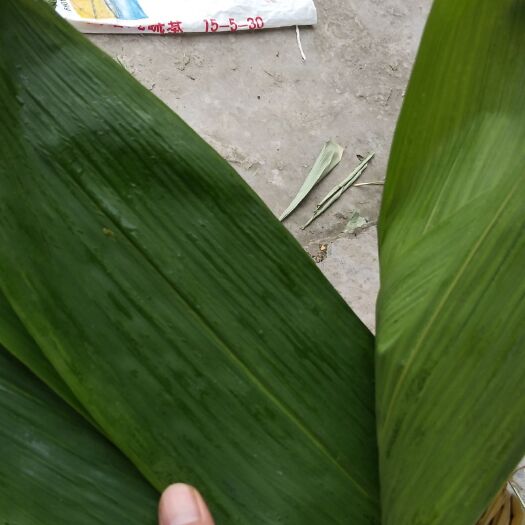 合江县鲜粽叶，箬竹叶，大量供货，量大从优