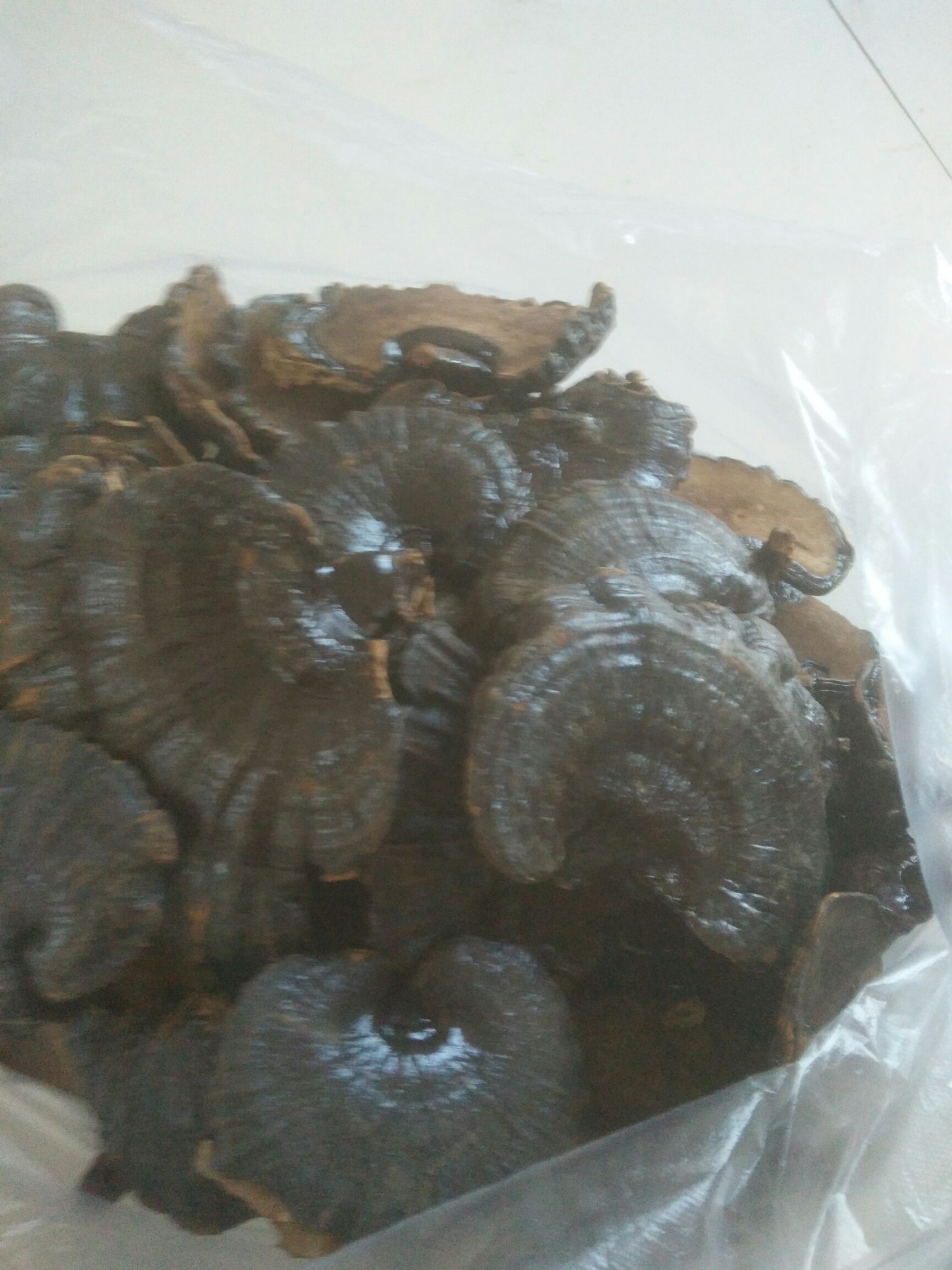 黑灵芝  不苦，味香