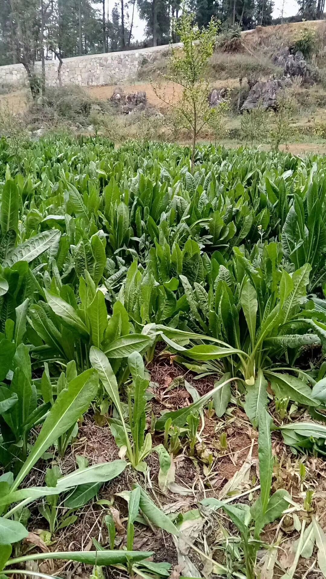 菊苣种子 批发与零售牧草种子