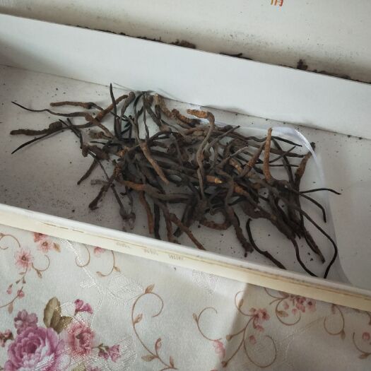 松潘县冬虫夏草 这个是我父母自己去山上挖的  有五十根   这些是小草