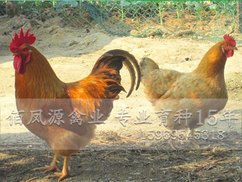  快大黄鸡苗快大型三黄鸡苗脱温鸡苗出壳鸡苗