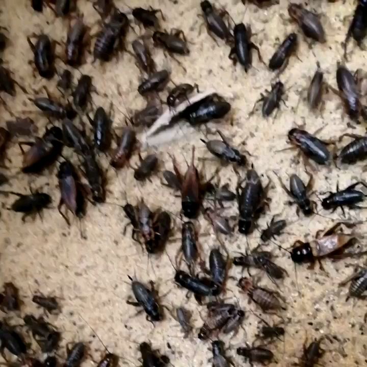  全面供应蟋蟀活体，油葫芦白蟋蟀活体养殖饲料