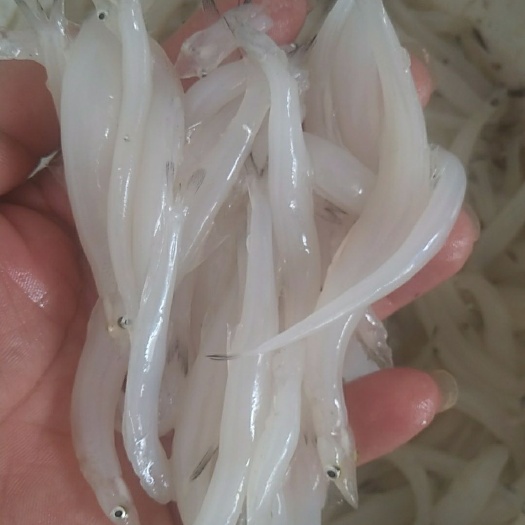 宜昌 小银鱼