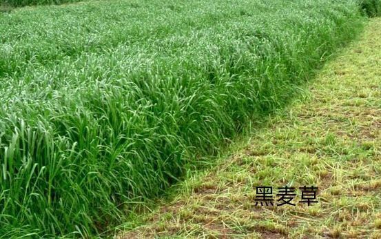 郓城县黑麦草种子 鸡鸭鹅优质牧草