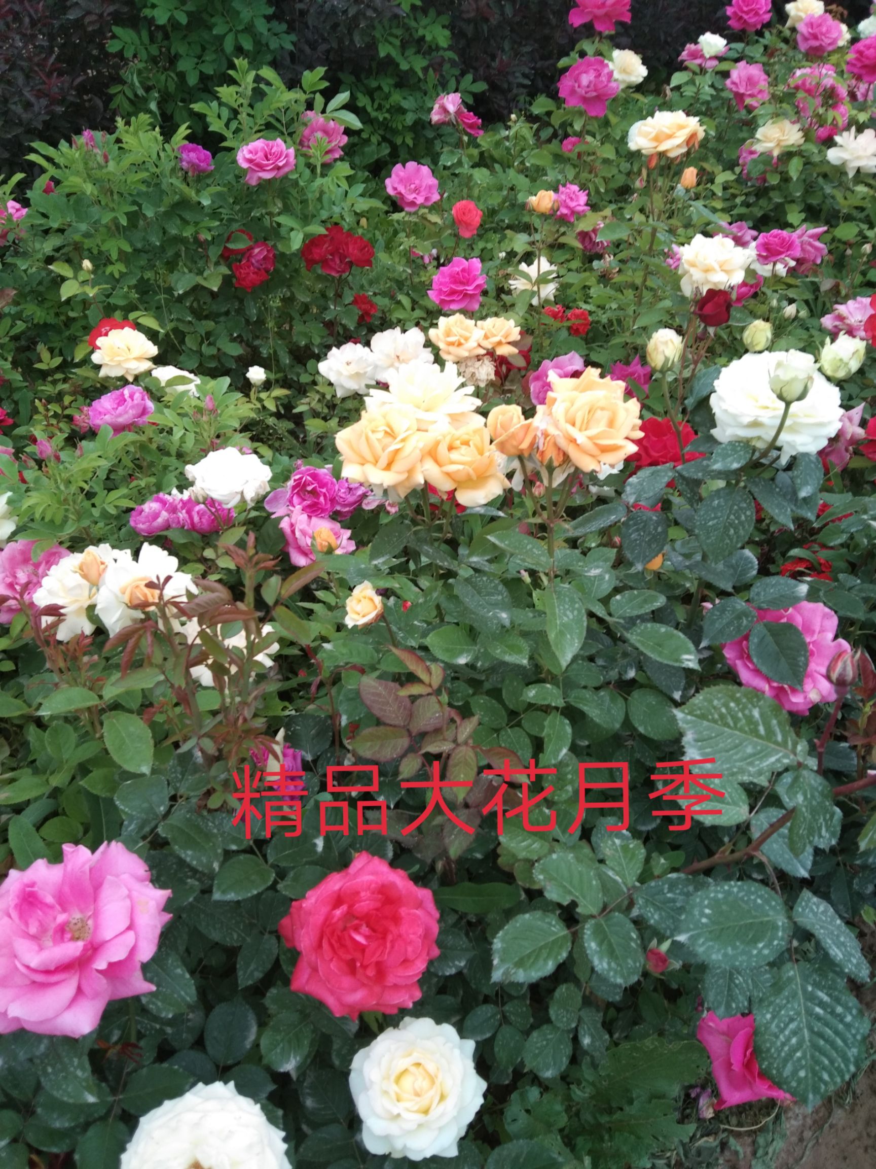 月季苗  月季大田裸根苗