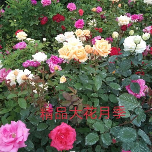 甘谷县月季苗  月季大田裸根苗