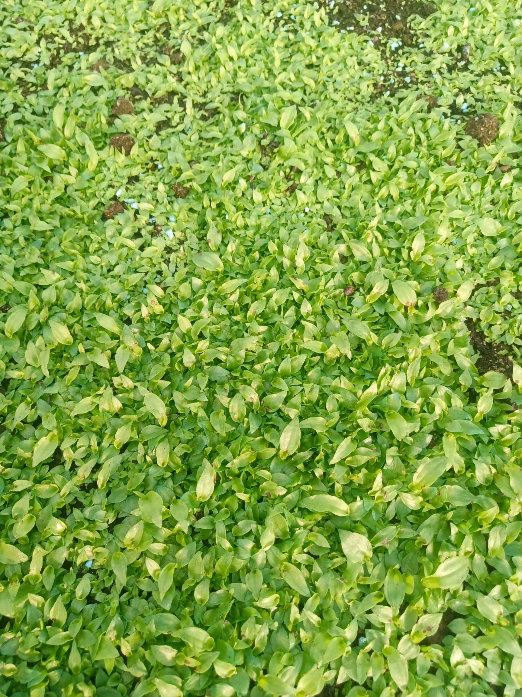 会泽县紫花白芨苗  紫花三叉白芨直播苗，品种很纯，用于驯化移栽，成本比较低