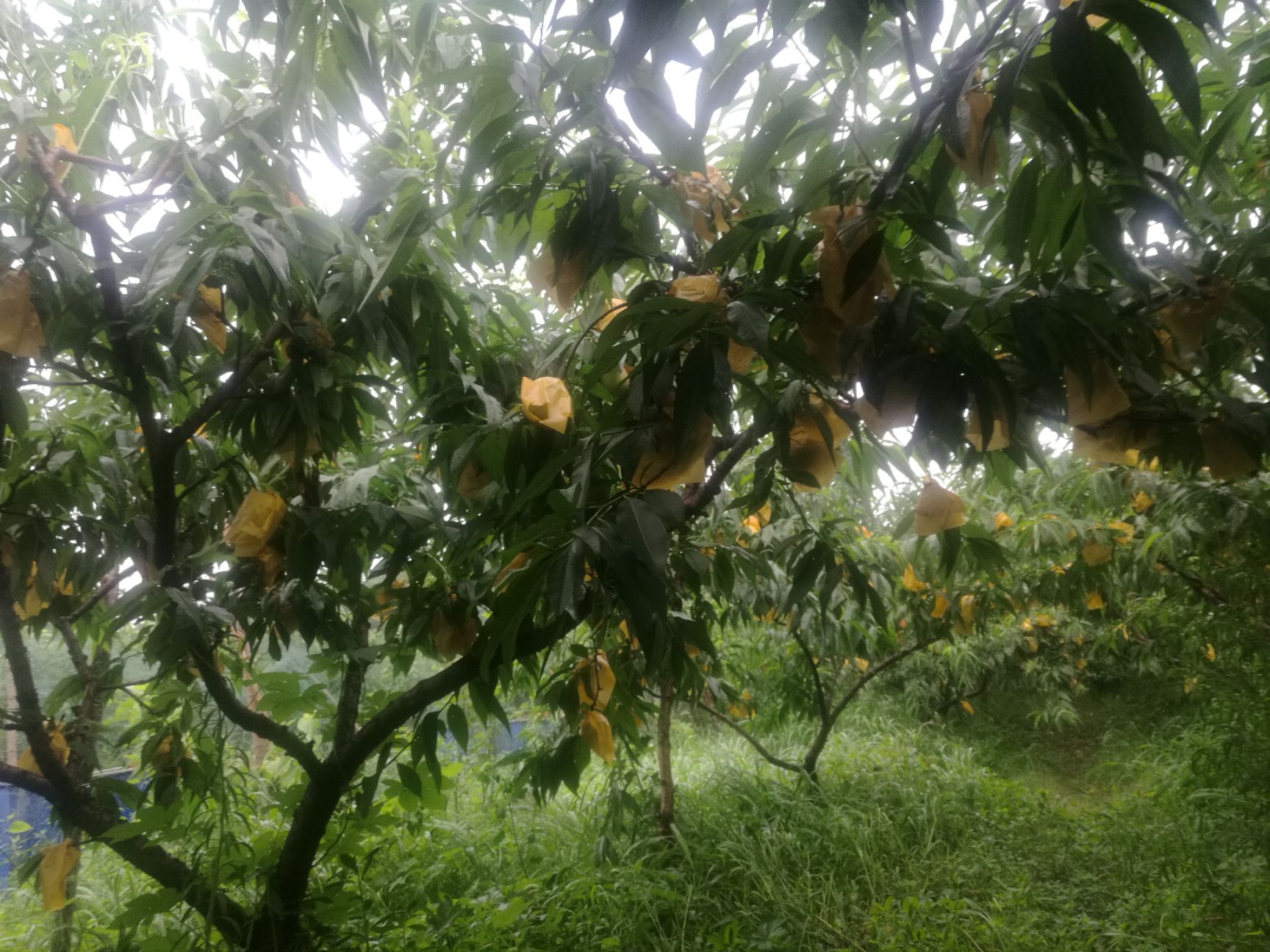 早美脆 夏之梦用酵素作肥料，保有了桃原有的品质与口感。