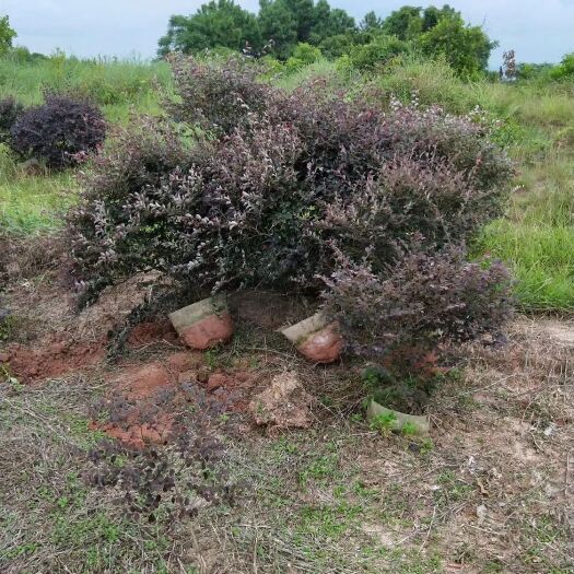 灵山县黑珍珠红继木  红继木 树型漂亮 袋苗