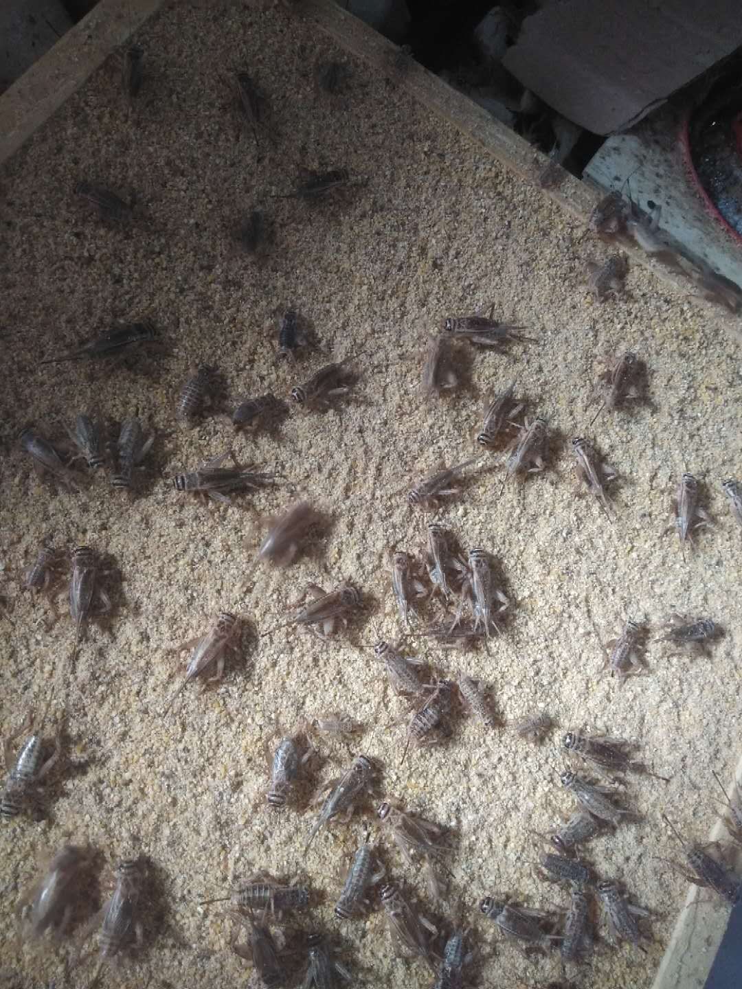  全面供应蟋蟀活体，油葫芦白蟋蟀活体养殖饲料