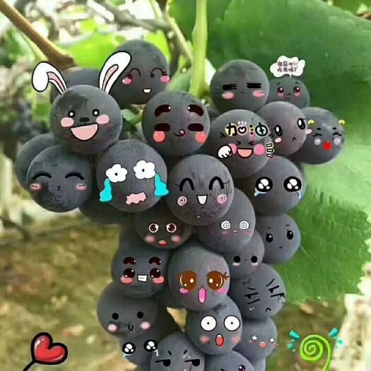 福安市巨峰葡萄 有机栽培，无公害绿色食品，小孩孕妇都可以吃。基地鲜果直发。